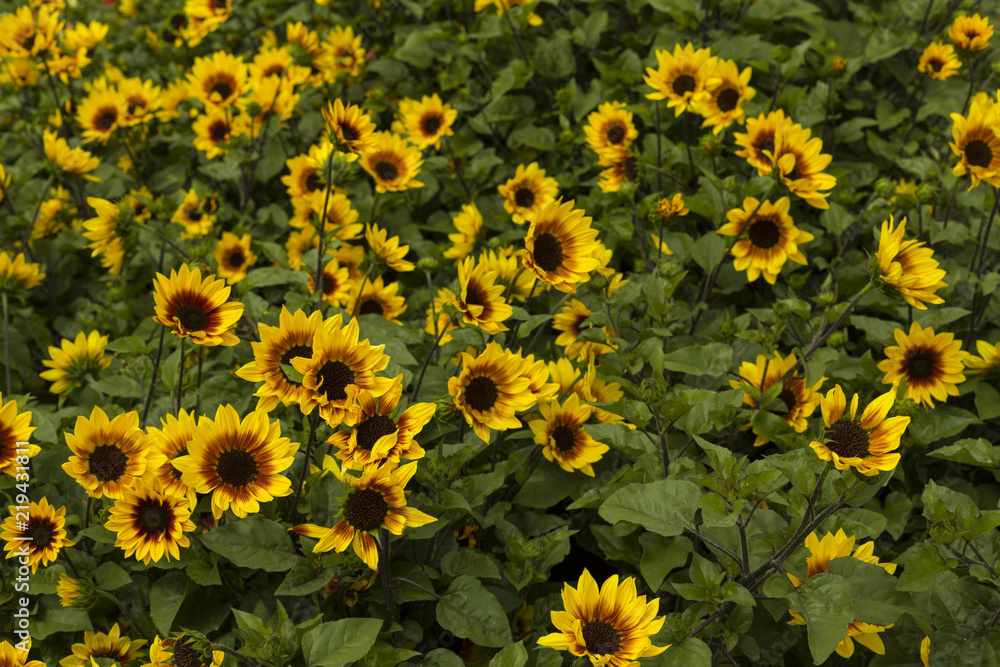 Flowers background Flowers background