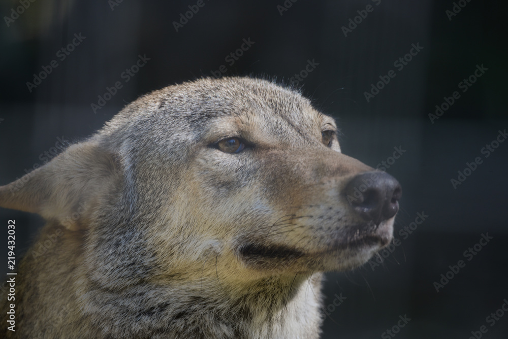 Wolf Hybrid Wolf Hybrid