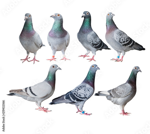 mixed of speed racing pigeon bird isolated white background