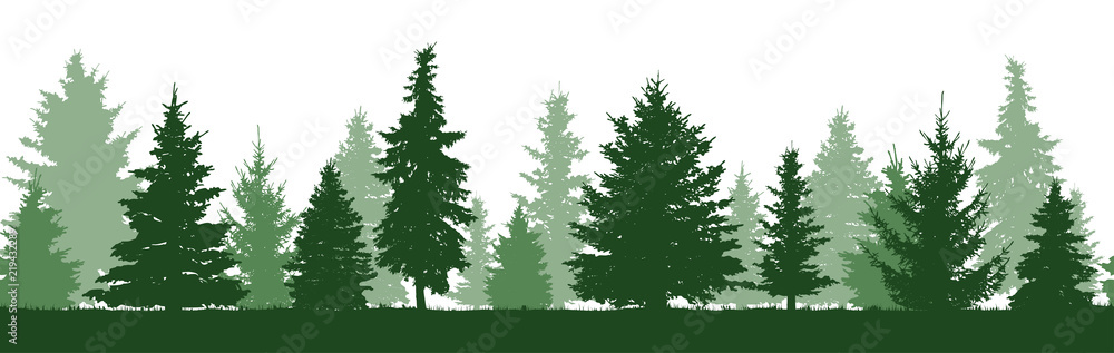 Fototapeta premium Seamless pattern of forest fir trees silhouette. Coniferous green spruce. Vector