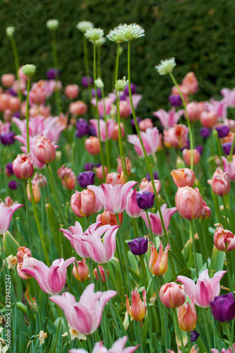 Fototapeta Naklejka Na Ścianę i Meble -  Tulip Garden