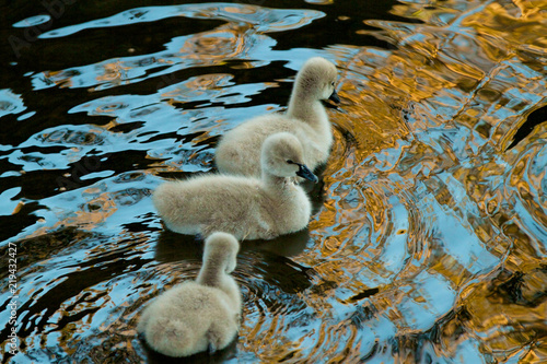 Black Sawn Cygnets photo