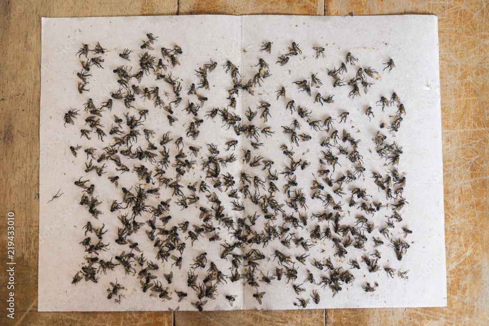 Fly glue trap, Paper Catcher Flyer, Many flies stick on the fly