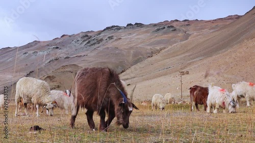 Herd of sheeps and Changthangi or Kashmir Pashmina goats eating herbs against beautiful Himalaya mountains near Tso Moriri lake. Gorgeous domestic animals grazing at Himalayan highlands. Ladakh, India photo