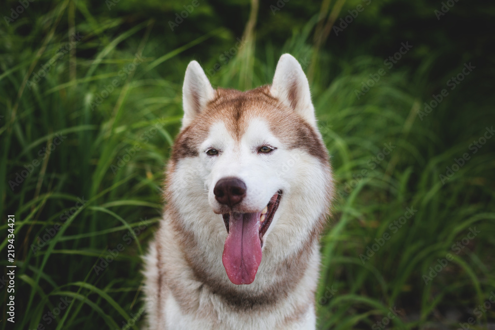 Close-up Portrait of cute Beige and white Siberian Husky dog sitting in the grass at the seaside