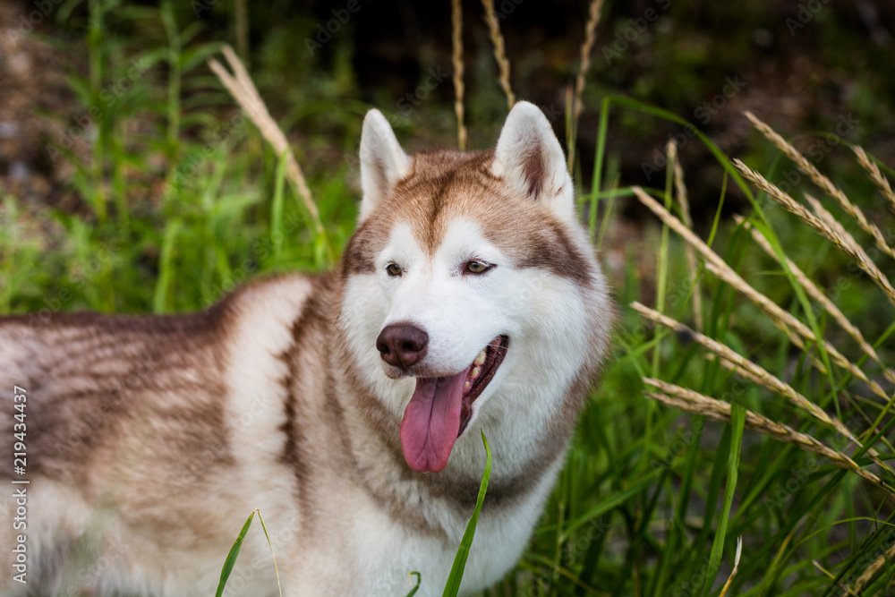 Close-up Portrait of happy Beige and white Siberian Husky dog sitting in the grass at the seaside