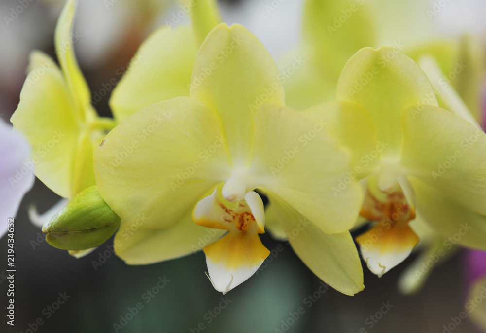 Obraz premium phalaenopsis