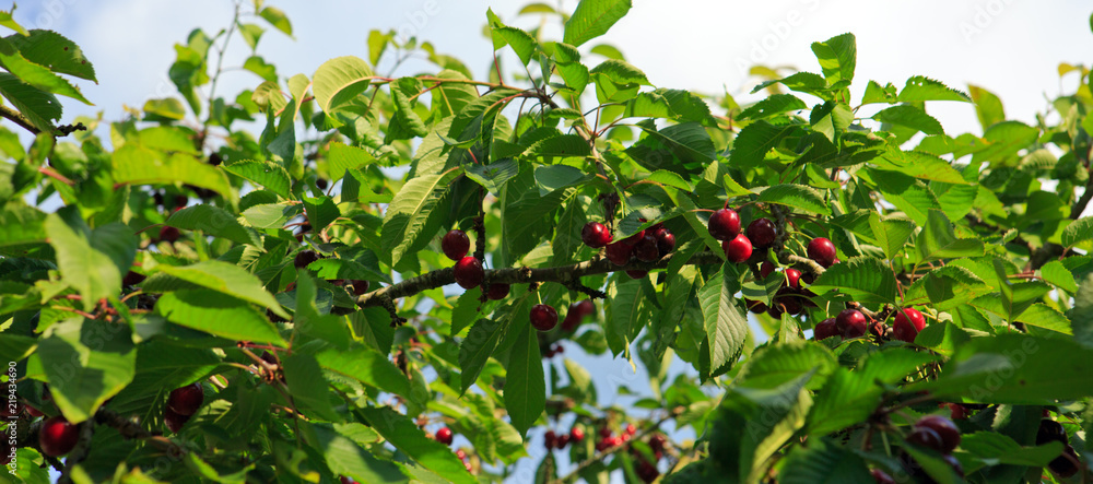 Makro aufnahme auf red cherries and sky.