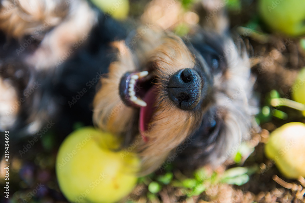 Funny dachshund dog on a walk under a tree with apples. Dog on green grass in summer park Funny dachshund dog on a walk under a tree with apples. Dog on green grass in summer park