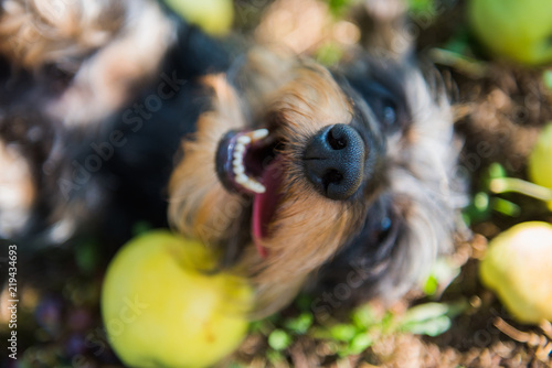Funny dachshund dog on a walk under a tree with apples. Dog on green grass in summer park