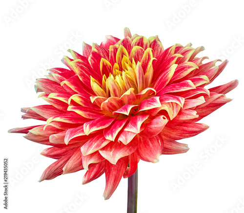 Fototapeta Naklejka Na Ścianę i Meble -  red  yellow dahlia flower isolated on a white  background. Close-up. Flower bud on a green stem. Nature.