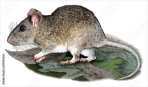 Drawing of an Allegheny Woodrat (Neotoma magister)