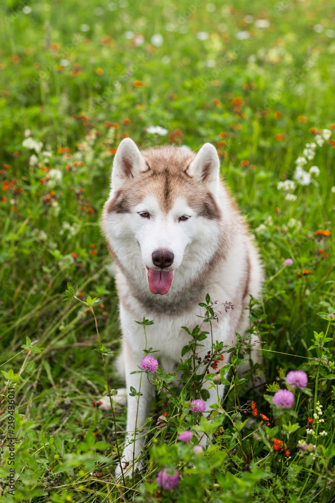 Portrait of beautiful beige and white dog breed siberian husky sitting in the orange flowers field in summer