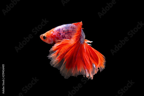 Foto The moving moment beautiful of siamese betta fish in thailand on black background