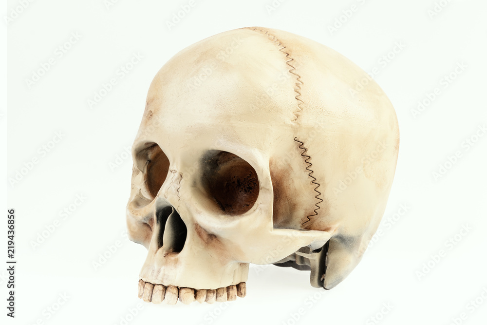 isolated artificial and painted human skull on a white background isolated artificial and painted human skull on a white background