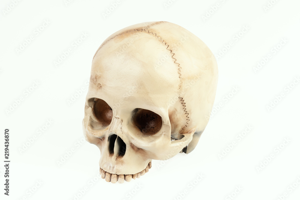 isolated artificial and painted human skull on a white background isolated artificial and painted human skull on a white background