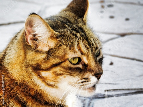 getigerte Katze mit grünen Augen photo