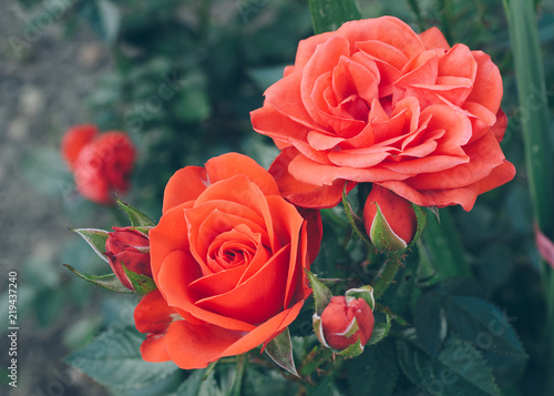 Red roses in bloom