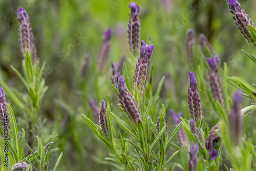 Lavandula stoechas. Lavande papillon ou lavande à toupet