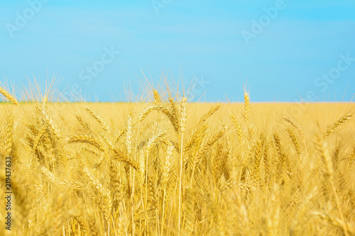Yellow wheat field and blue sky  harvest of grain crops. Mature wheat ears of a new crop. Rural landscape. Colors of national flag of Ukraine.