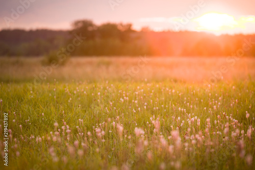 field of flowers on beautiful sunset background in colorful tones, soft focus and blur