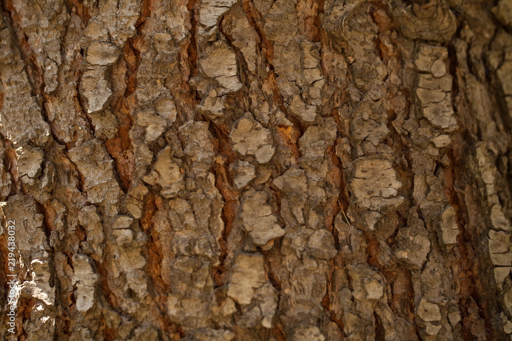 Tree Bark Tree Bark