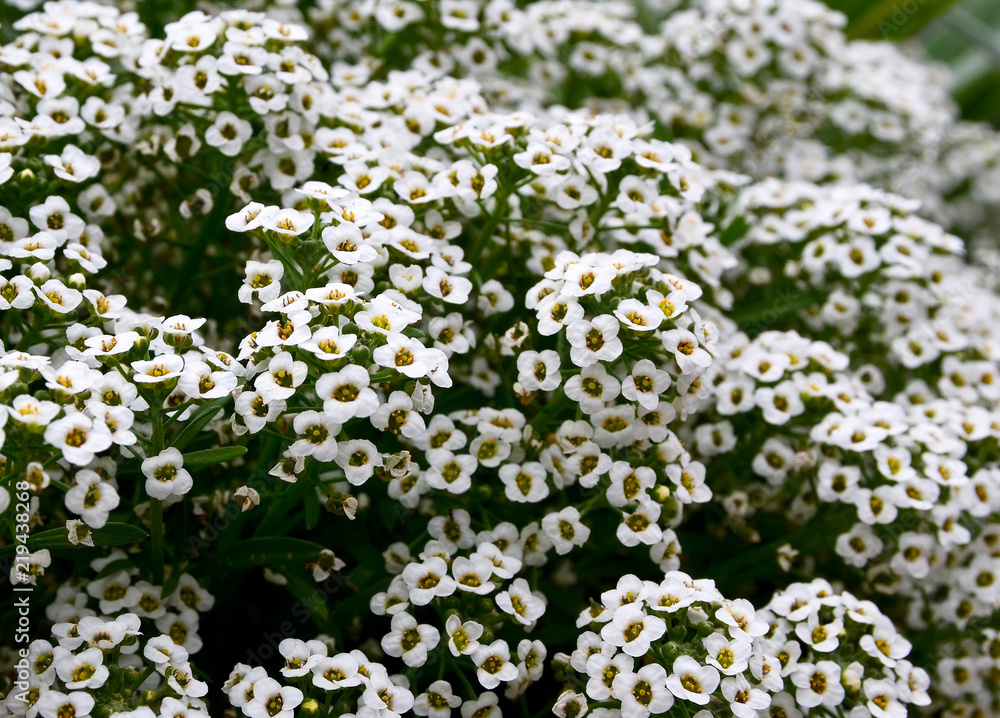 Sweet alyssum or Lobularia maritima white flowers with scent of honey.Alison blossoming in garden.Floral background.
Selective focus. Sweet alyssum or Lobularia maritima white flowers with scent of honey.Alison blossoming in garden.Floral background.
Selective focus.