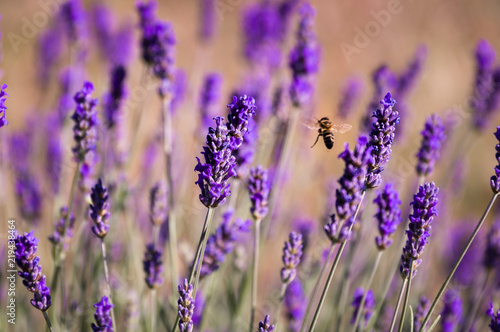 Lavendel mit Biene 2