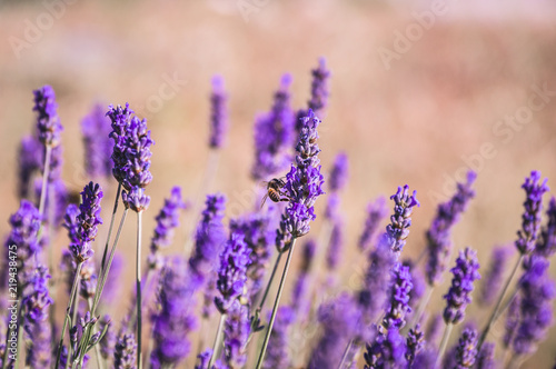 Lavendel mit Biene 3
