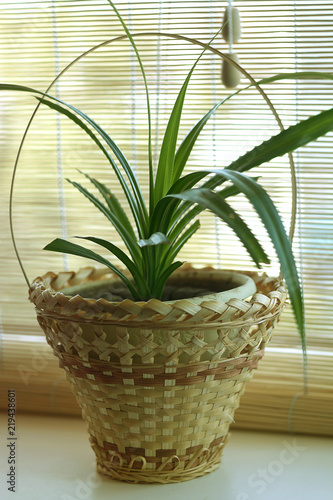 A young house plant, chlorophytum, stands on a window sill in a pot and a straw basket against the backdrop of a salty curtain.