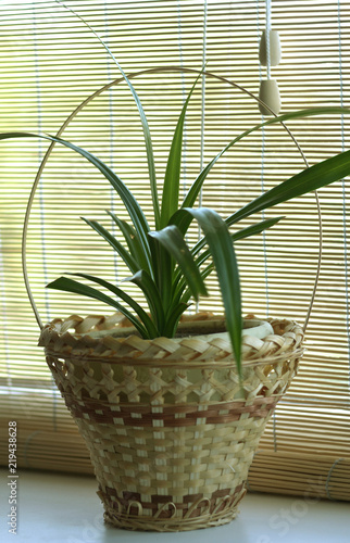 A young house plant, chlorophytum, stands on a window sill in a pot and a straw basket against the backdrop of a salty curtain.