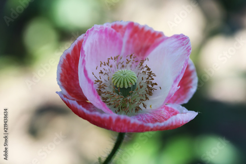 Fototapeta Naklejka Na Ścianę i Meble -  Lonely, beautiful pink poppy on a blurry background ...