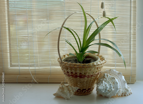 The young house plant chlorophytum stands on a window sill in a pot and a straw basket together with a souvenir in the form of sea shells on the background of a salted curtain.