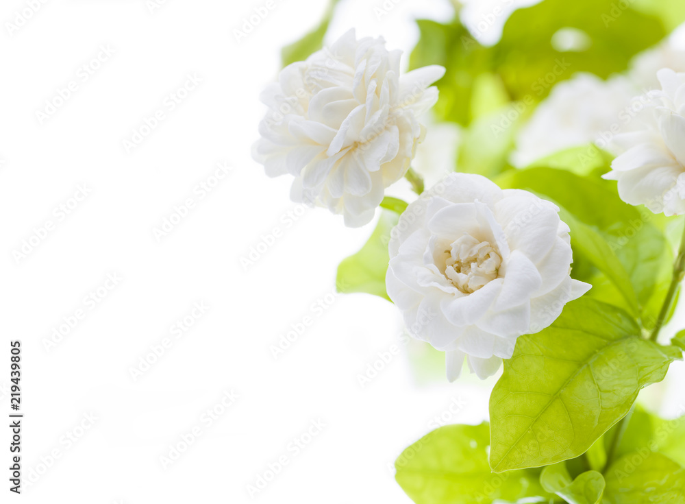 Fototapeta premium Beautiful jasmine flower on white background..