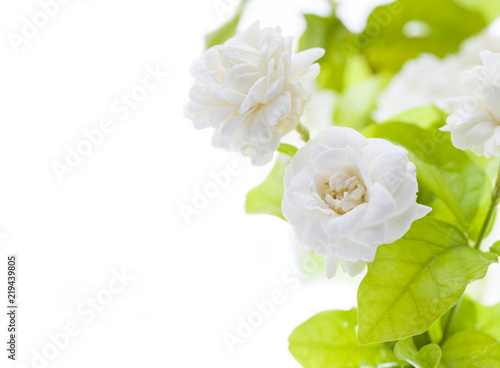Beautiful jasmine flower on white background..