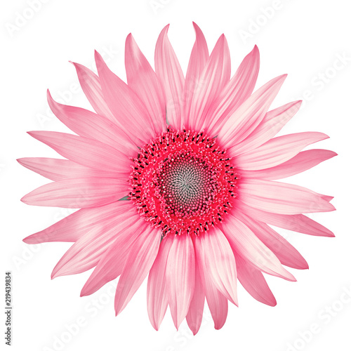 Fototapeta Naklejka Na Ścianę i Meble -  flower pink red sunflower, isolated on a white  background. Close-up. Element of design. Nature.