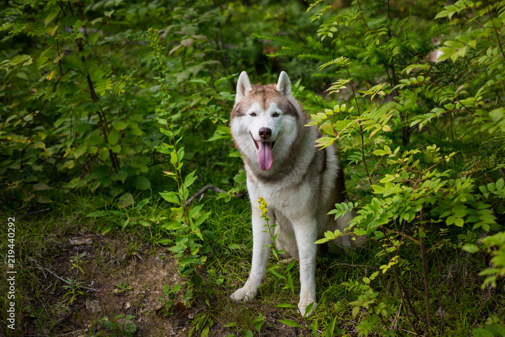 Portrait of free and beautiful dog breed siberian husky sitting in the green forest Portrait of free and beautiful dog breed siberian husky sitting in the green forest