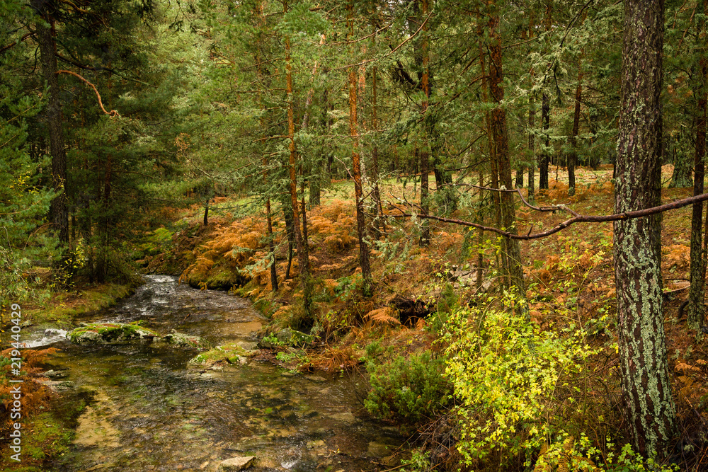 Autumn river landscape with brown ferns and pine trees Autumn river landscape with brown ferns and pine trees