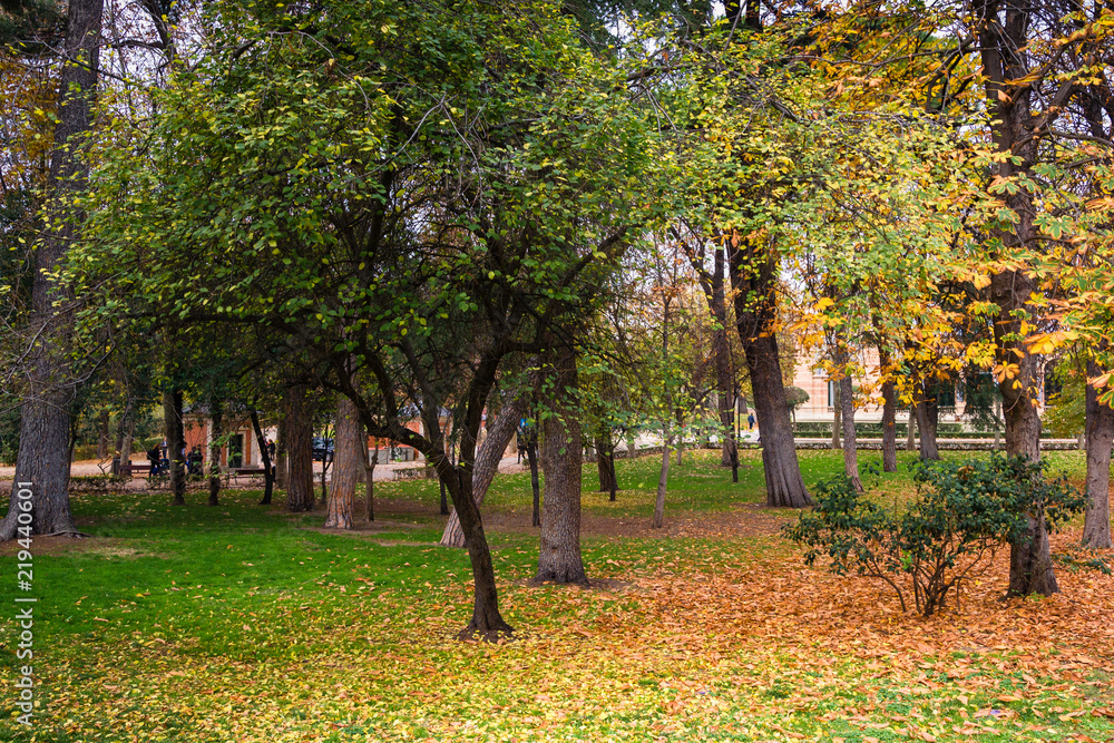 Colorful landscape about autumn and trees in a park