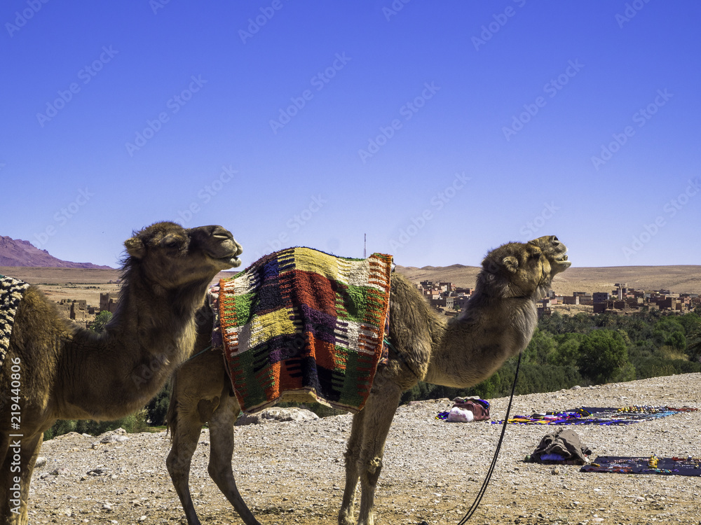 Camels in the Sahara Desert in Morocco