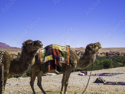 Obraz na płótnie Camels in the Sahara Desert in Morocco w salonie