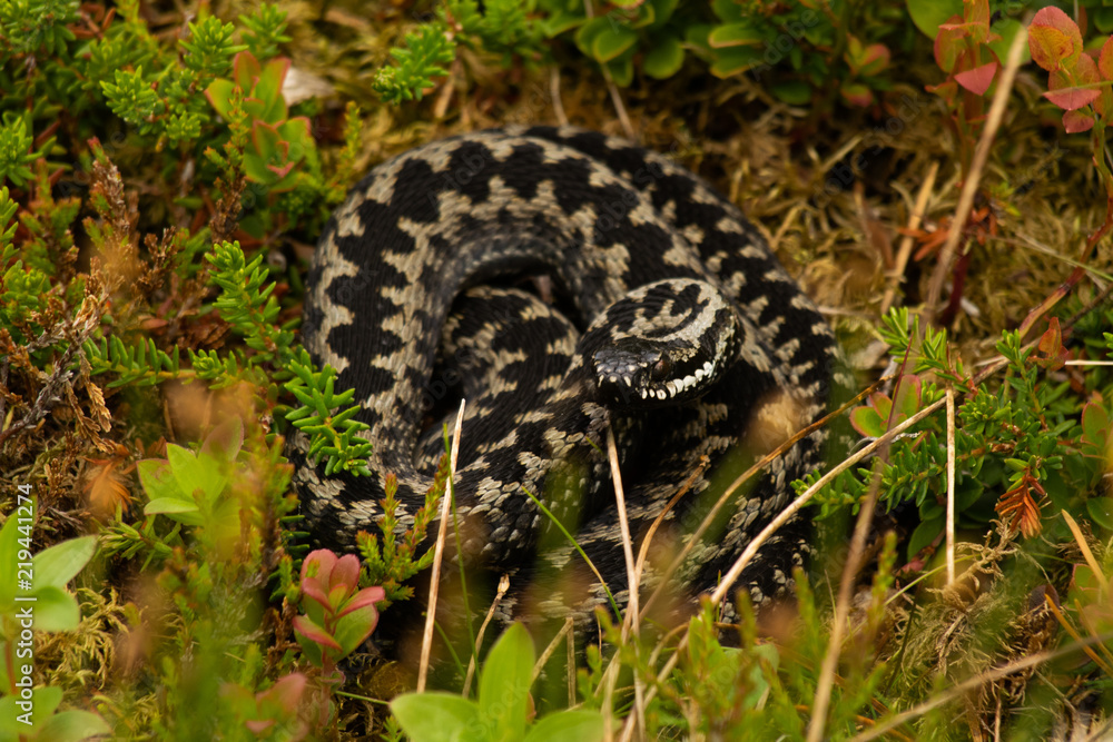Fototapeta premium Curled viper
