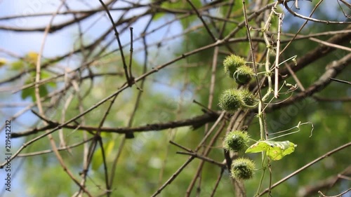 Wallpaper Mural Fetid passionflower, Scarletfruit passionflower a vine fruit and medical herb Torontodigital.ca