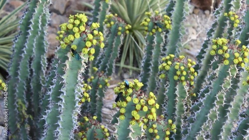 Namibia, Africa - rich vegetation flora - cactus photo