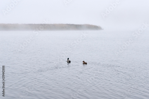 Fog in the autumn over the lake.