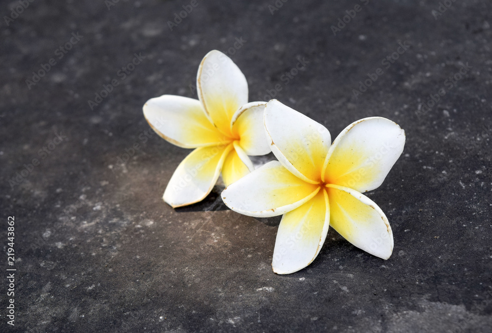 Lonely plumeria on grunge concrete floor