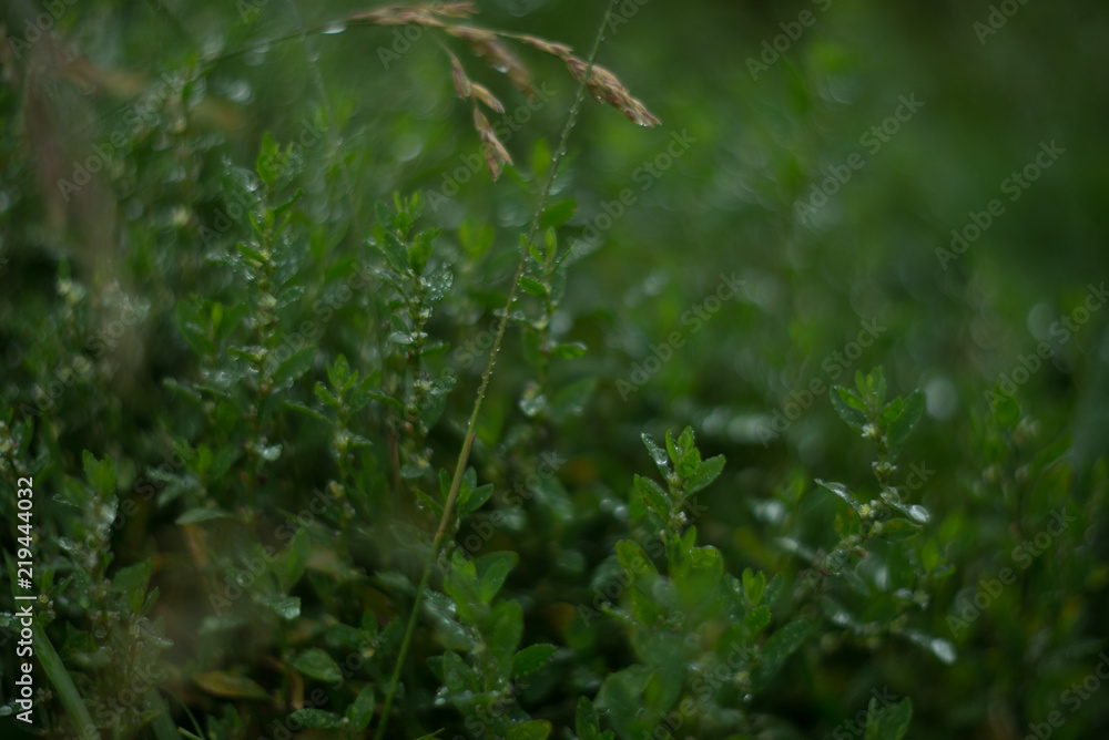 Natural background, texture: dew drops on green grass, bokeh Natural background, texture: dew drops on green grass, bokeh