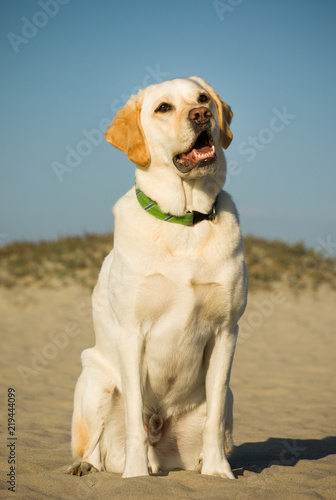 Yellow Labrador Retriever sitting in sand