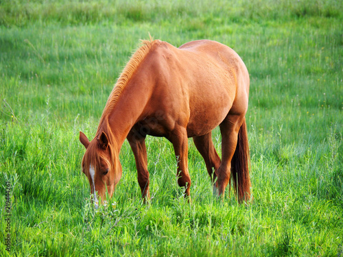 View of one brown horse grazing in a green field