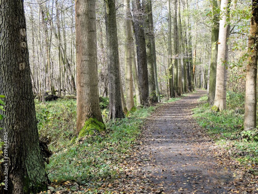 Obraz premium Radweg durch den Wald